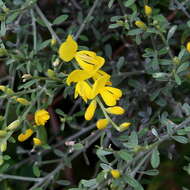 Image of Cytisus osyrioides Svent.