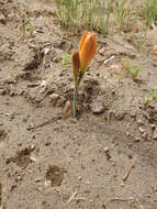 Imagem de Zephyranthes gilliesiana