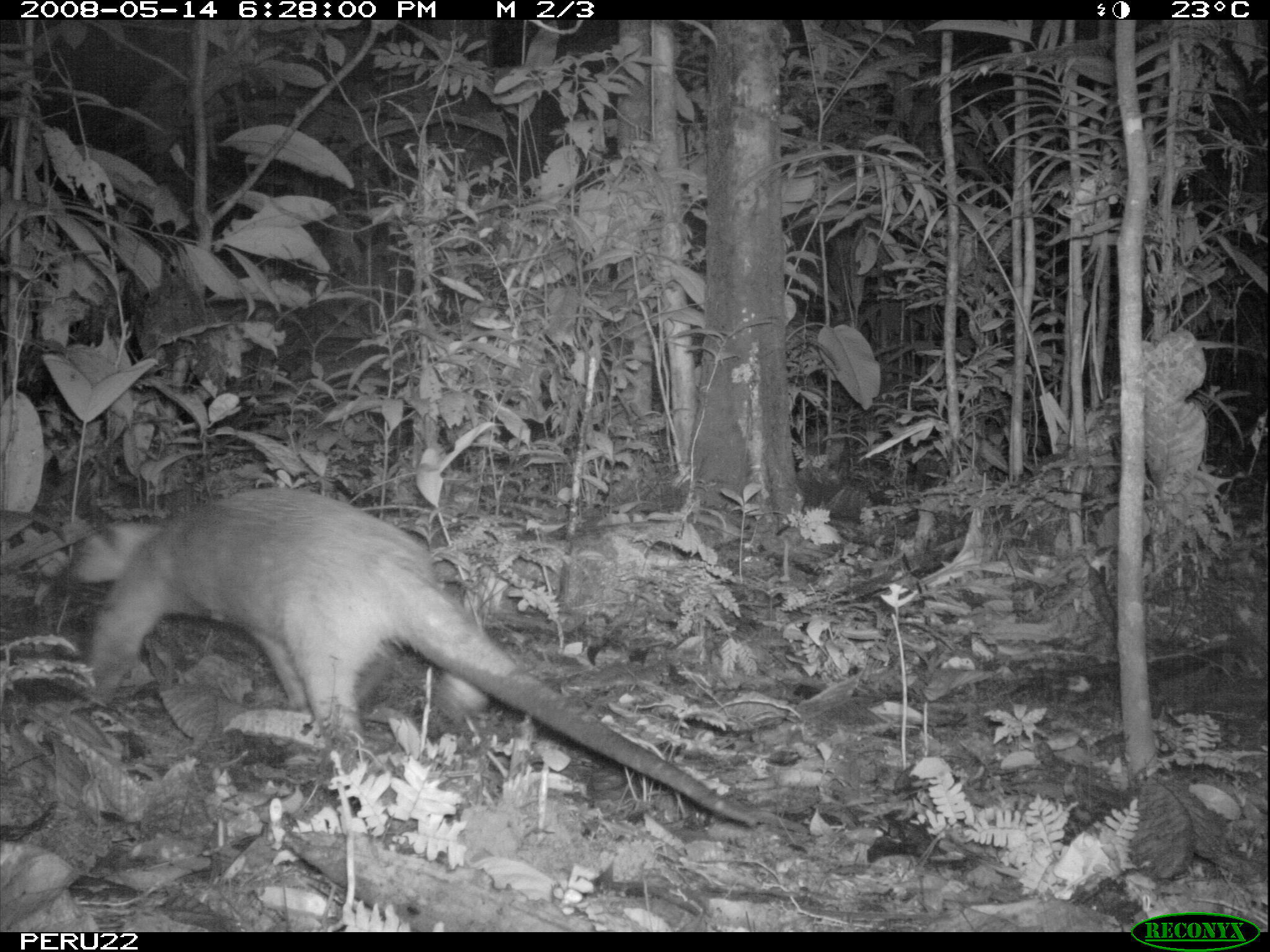 Image of Southern Tamandua