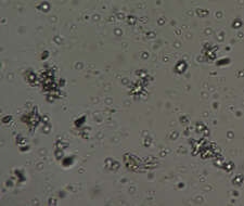 Image of Didymium bahiense