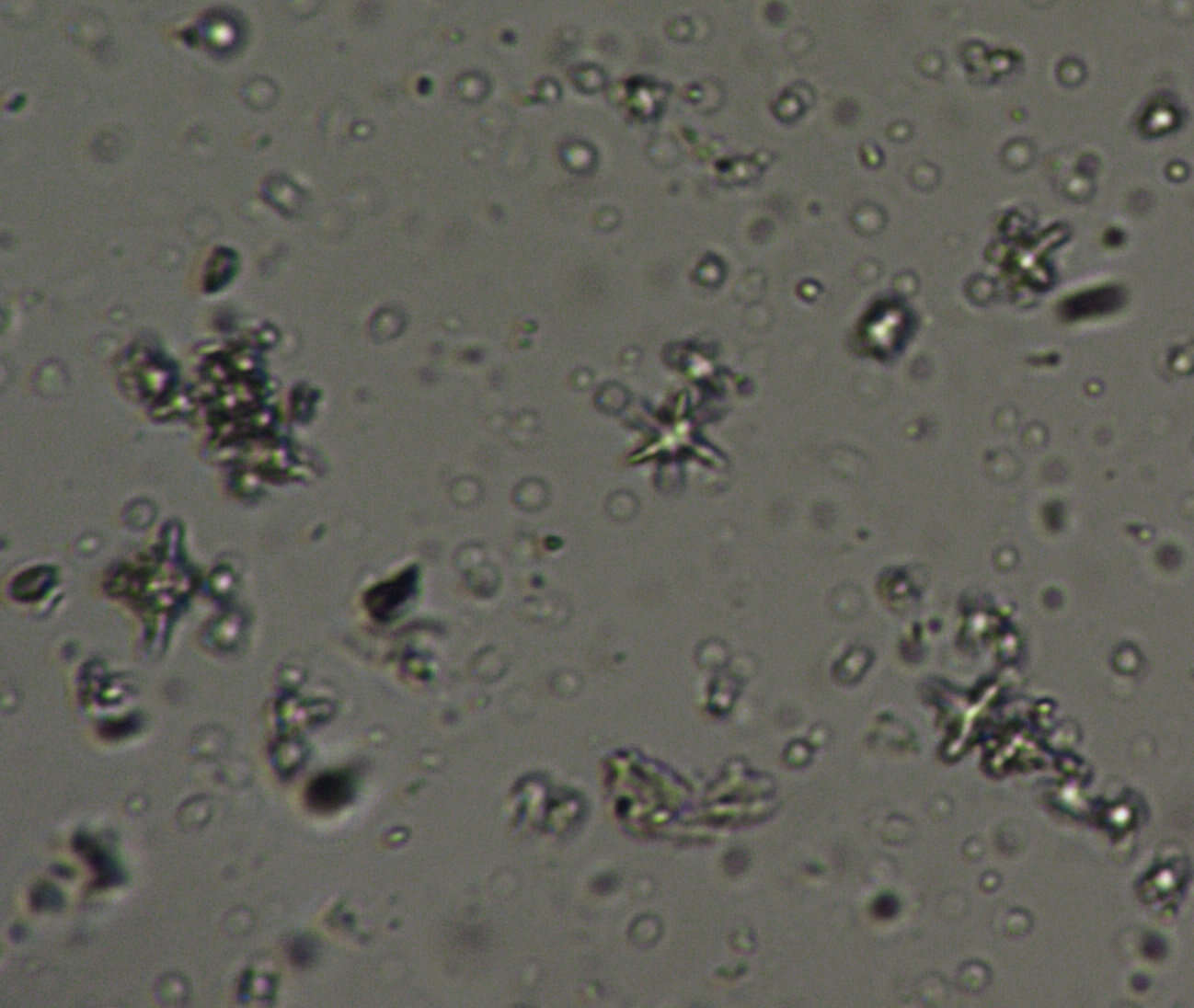 Image of Didymium bahiense