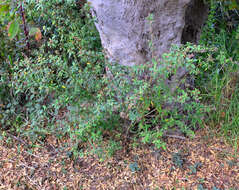 Image of Sida rhombifolia subsp. rhombifolia