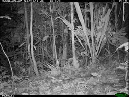 Image of Southern Tamandua