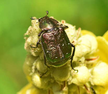 Image of Noble chafer