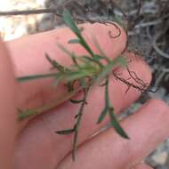 Tagetes linifolia Seaton resmi