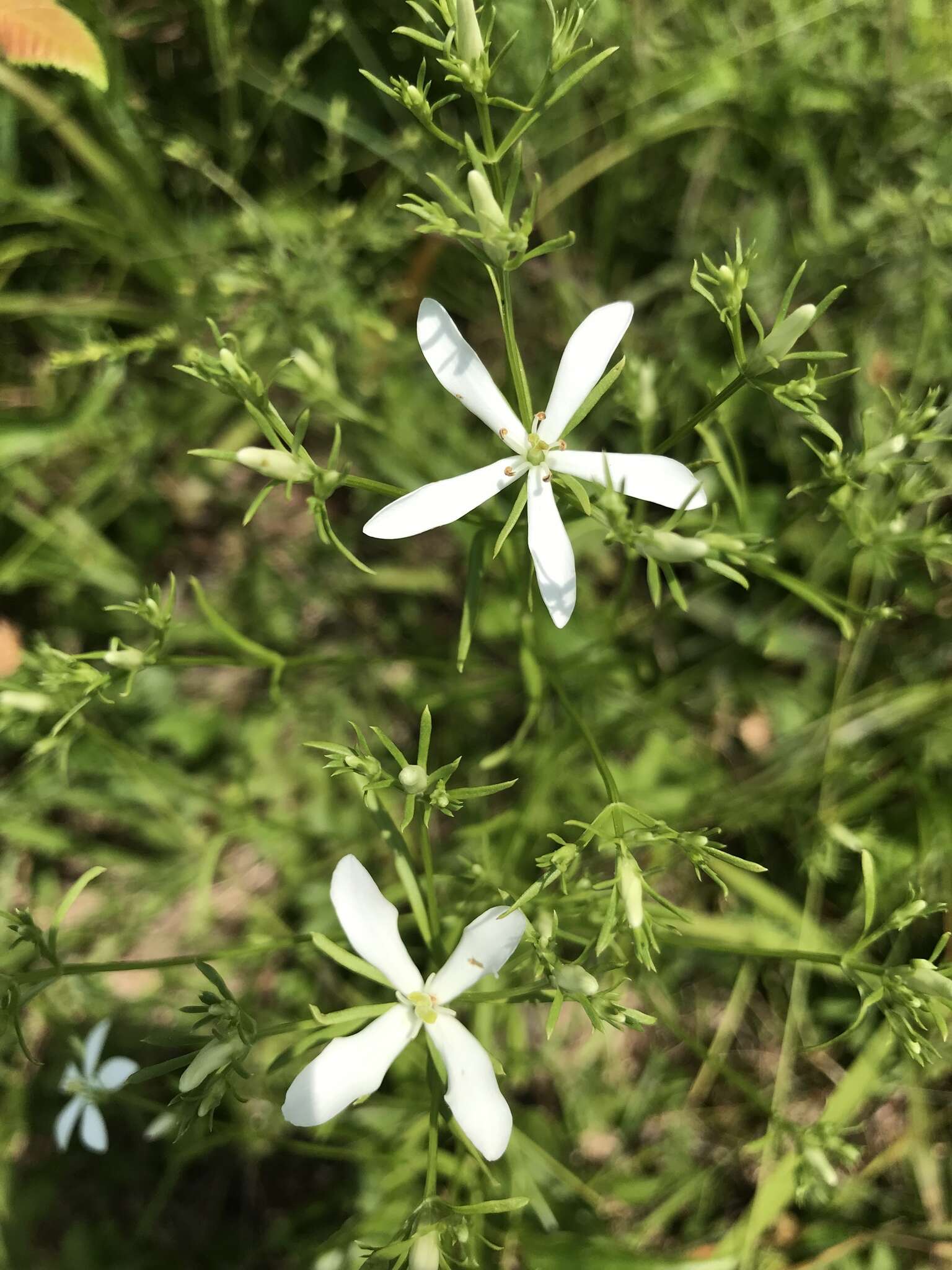 Sabatia quadrangula Wilbur resmi