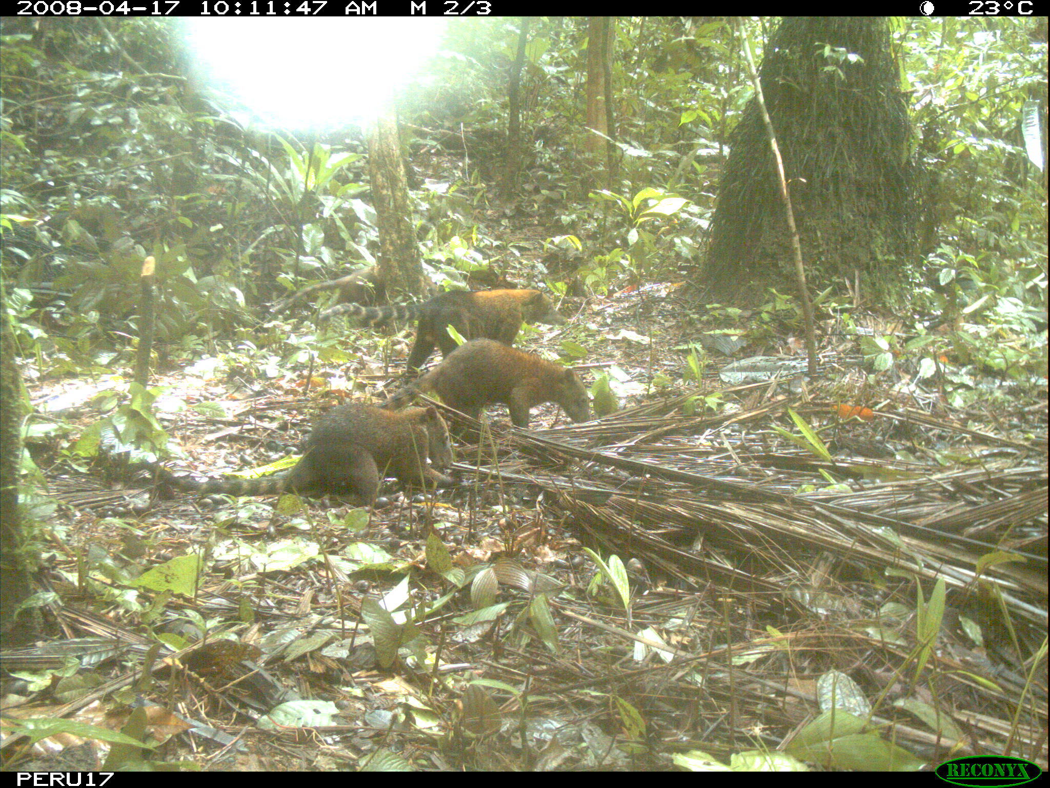 Image of South American Coati