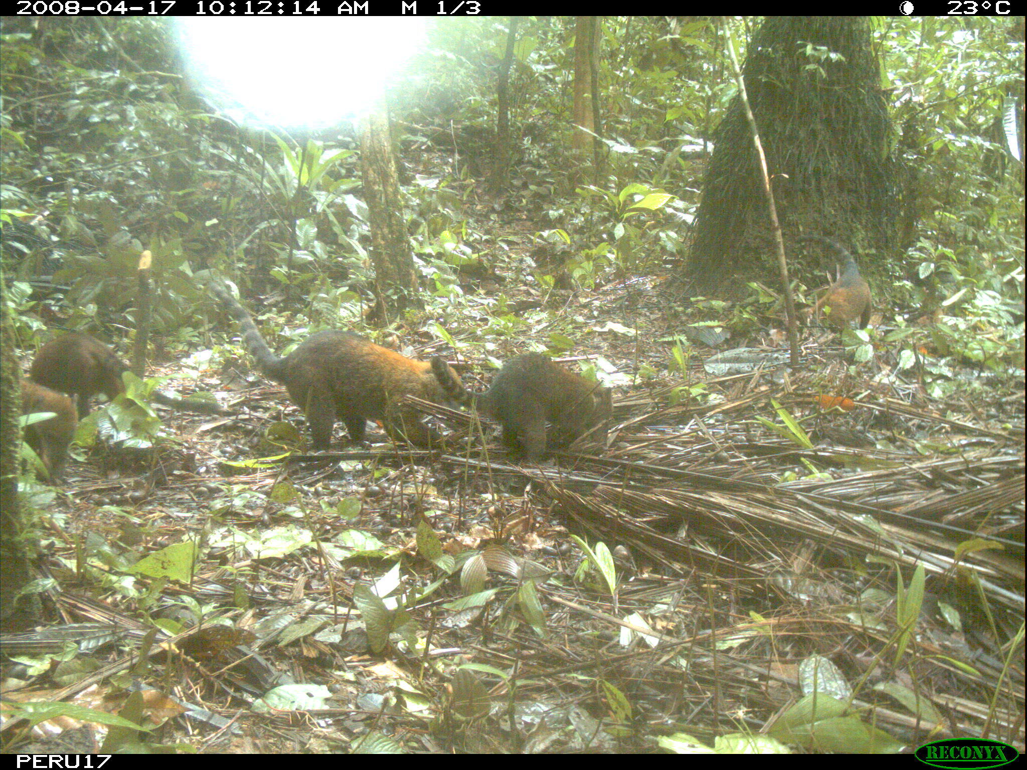 Image of South American Coati