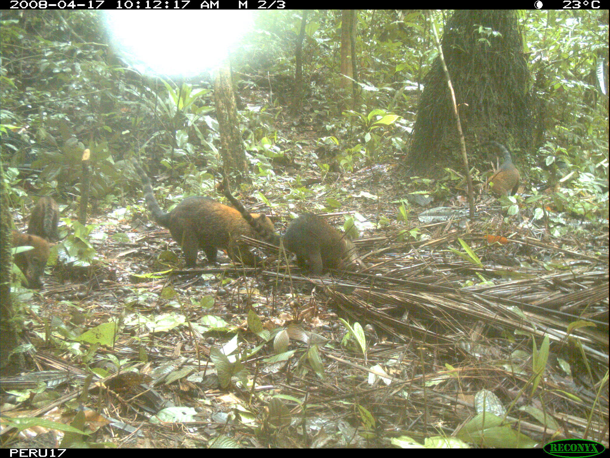 Image of South American Coati