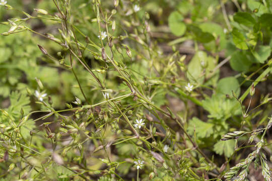 Imagem de Sabulina tenuifolia (L.) Rchb.