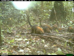 Image of South American Coati