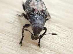 صورة Gonotropis dorsalis