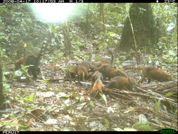 Image of South American Coati