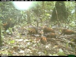 Image of South American Coati