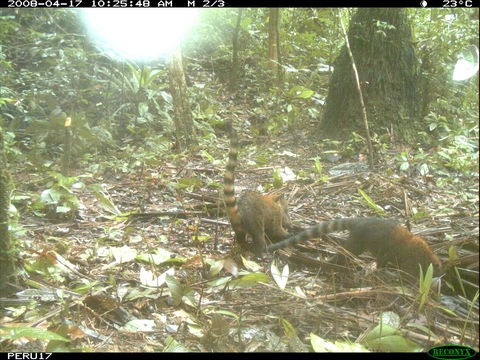 Image of South American Coati