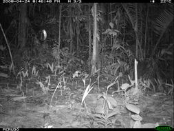 Image of Brown Four-eyed Opossum