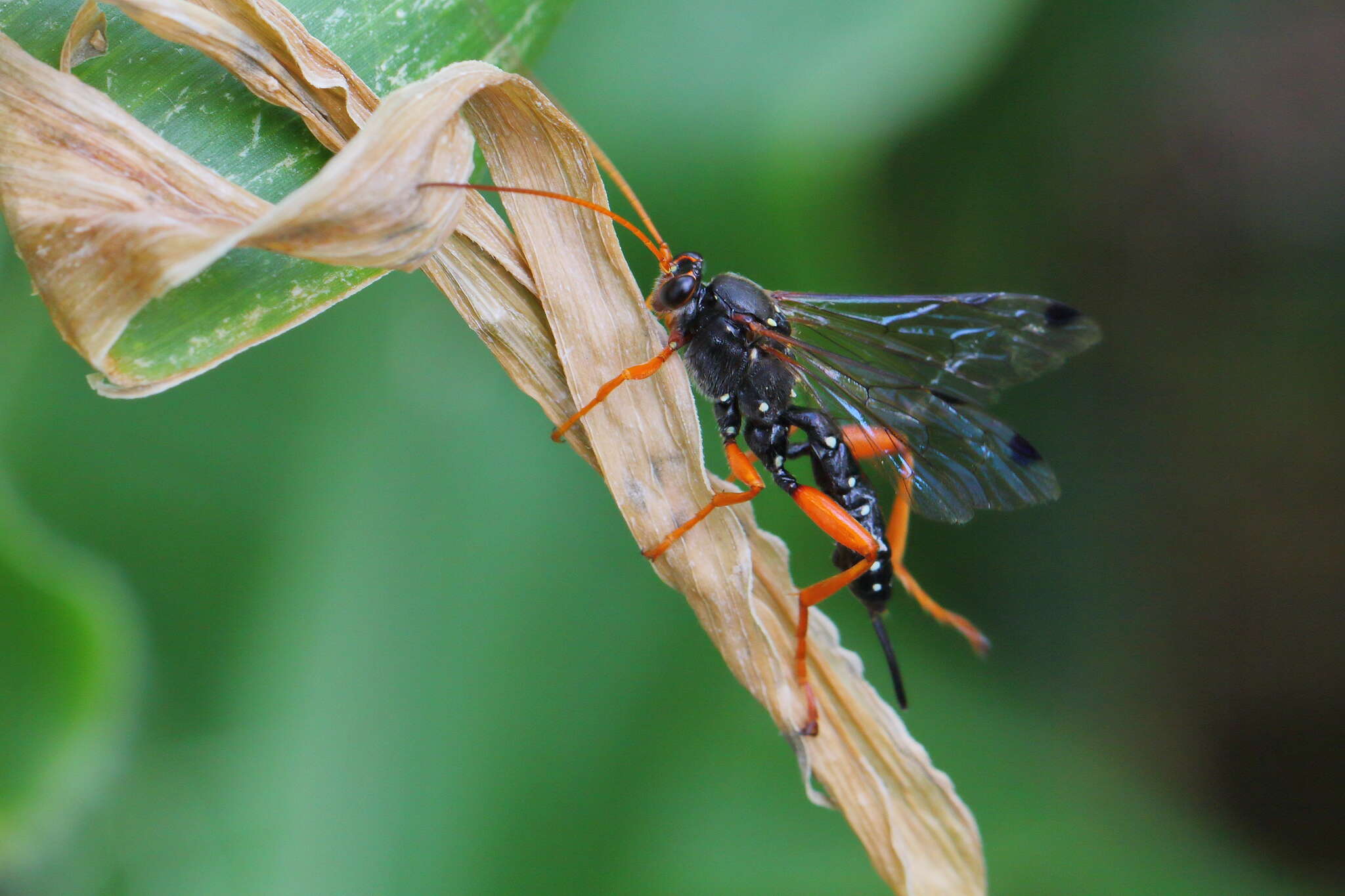 Sivun Echthromorpha intricatoria (Fabricius 1804) kuva