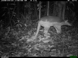 Image of Giant Armadillo