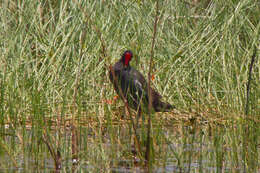 Image of Common Gallinule