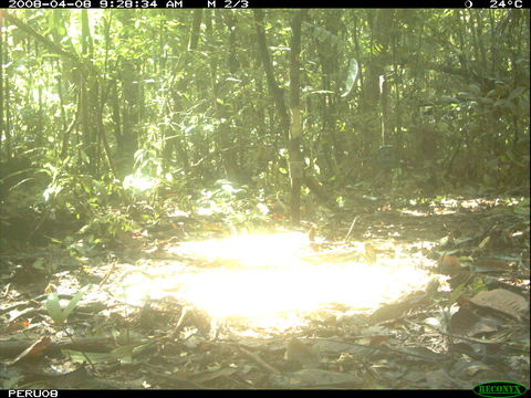 Image of White-lipped Peccary