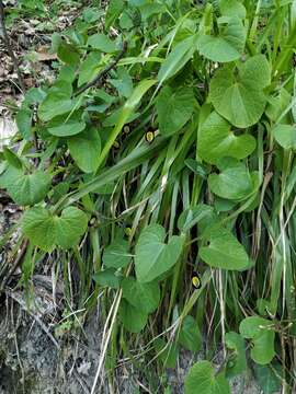 Image of Aristolochia steupii Woronow