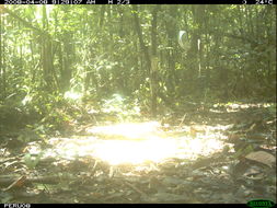 Image of White-lipped Peccary