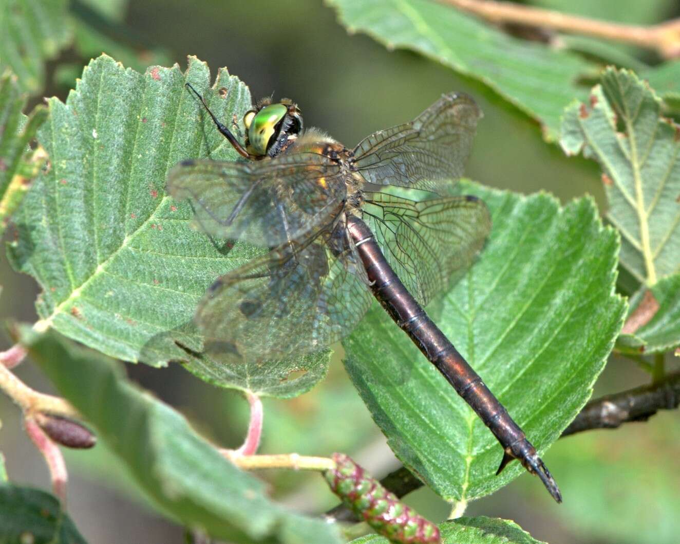 Imagem de Somatochlora metallica (Vander Linden 1825)