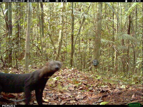 Image of Tayra