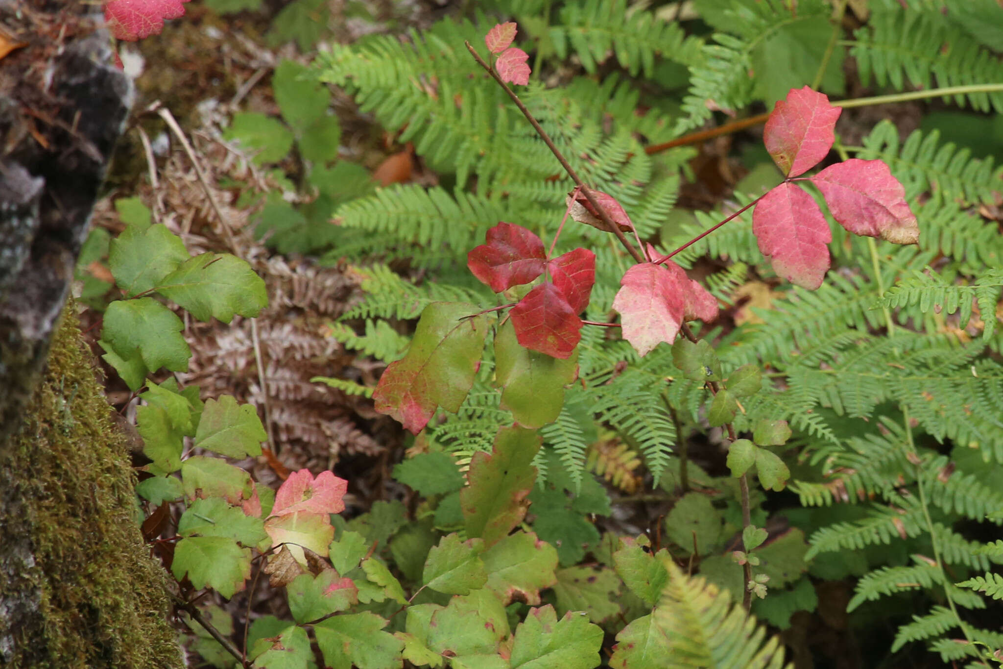 Image of Pacific poison oak