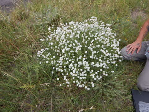 Image of roundhead prairie clover