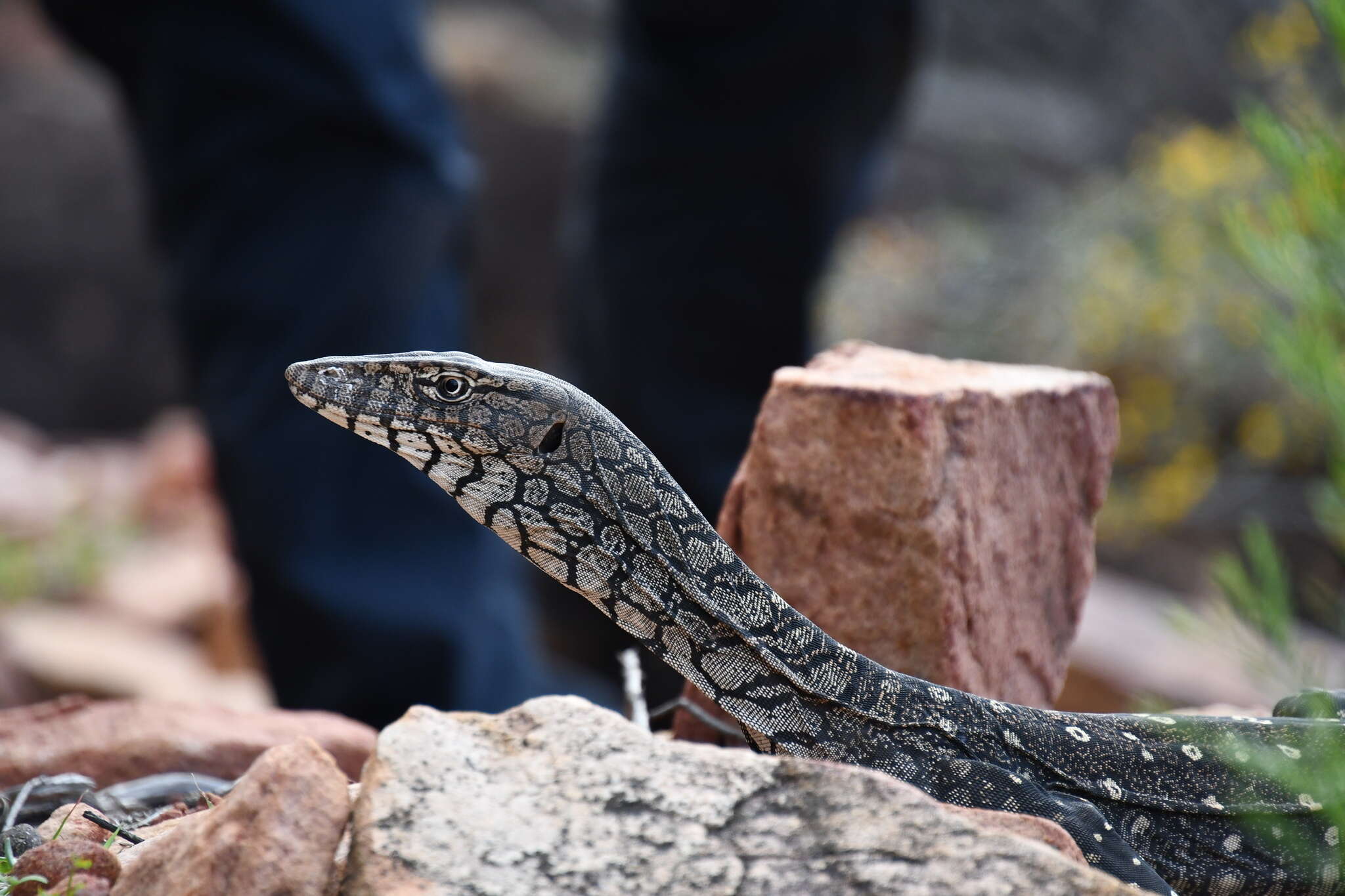 Image of Perentie