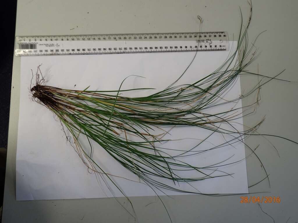 Image of Carex imbecilla K. A. Ford