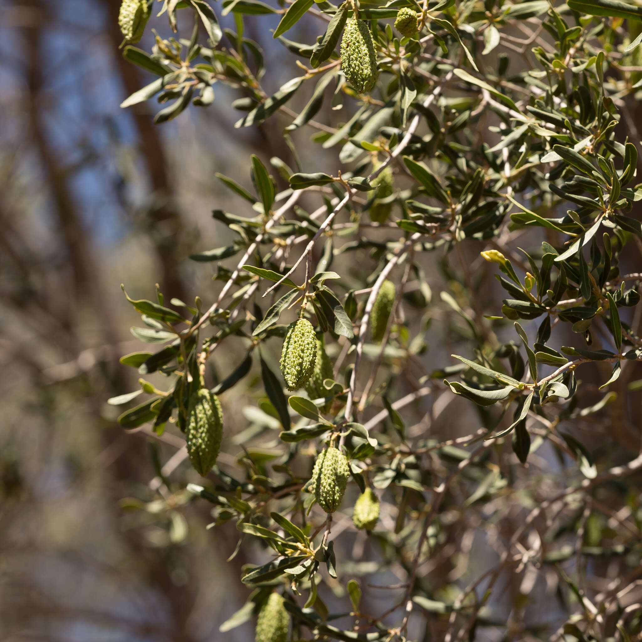 Image of Flindersia maculosa (Lindley) F. Müll.