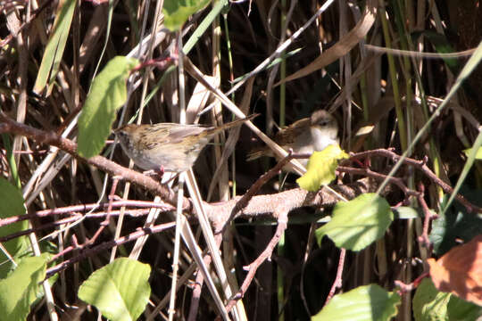 Image of Little Grassbird