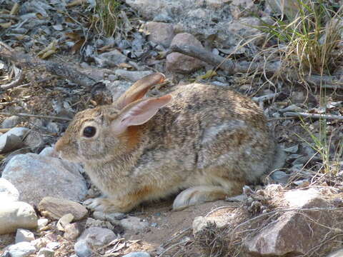 Imagem de Sylvilagus audubonii (Baird 1858)