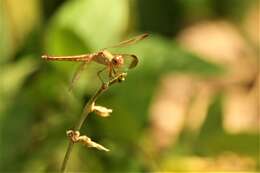 Neurothemis stigmatizans (Fabricius 1775) resmi