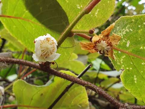 Plancia ëd Actinidia chinensis var. setosa H. L. Li