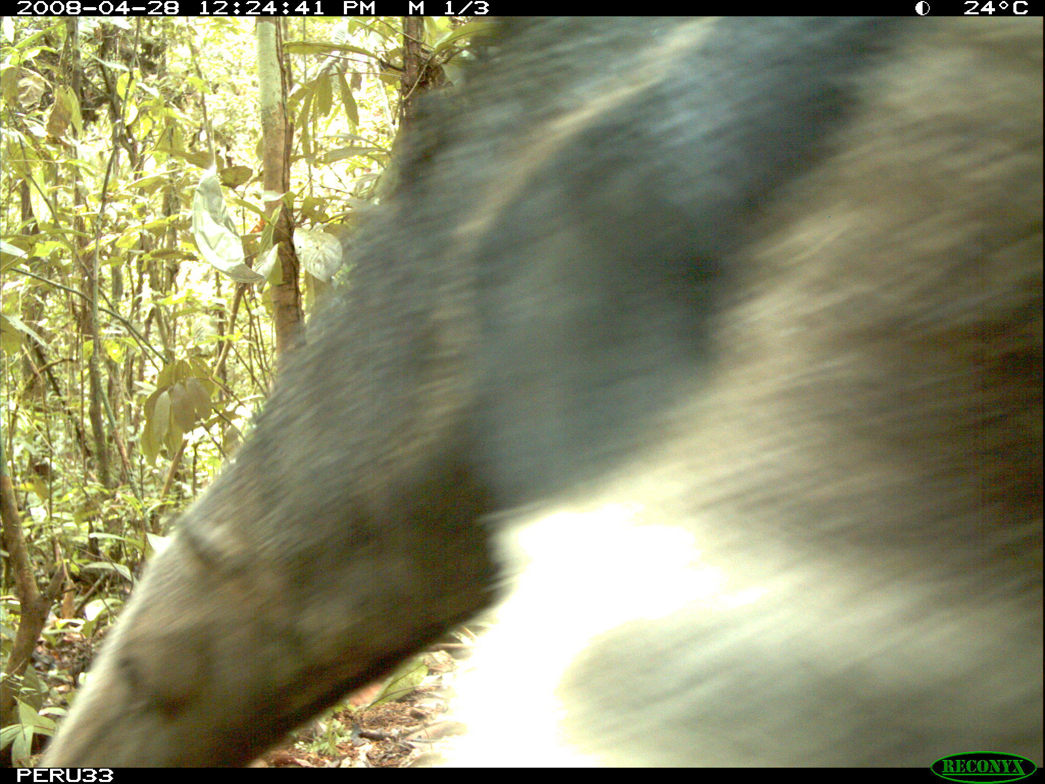 Image of Giant Anteater