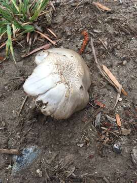 Image of Pluteus pouzarianus Singer 1983