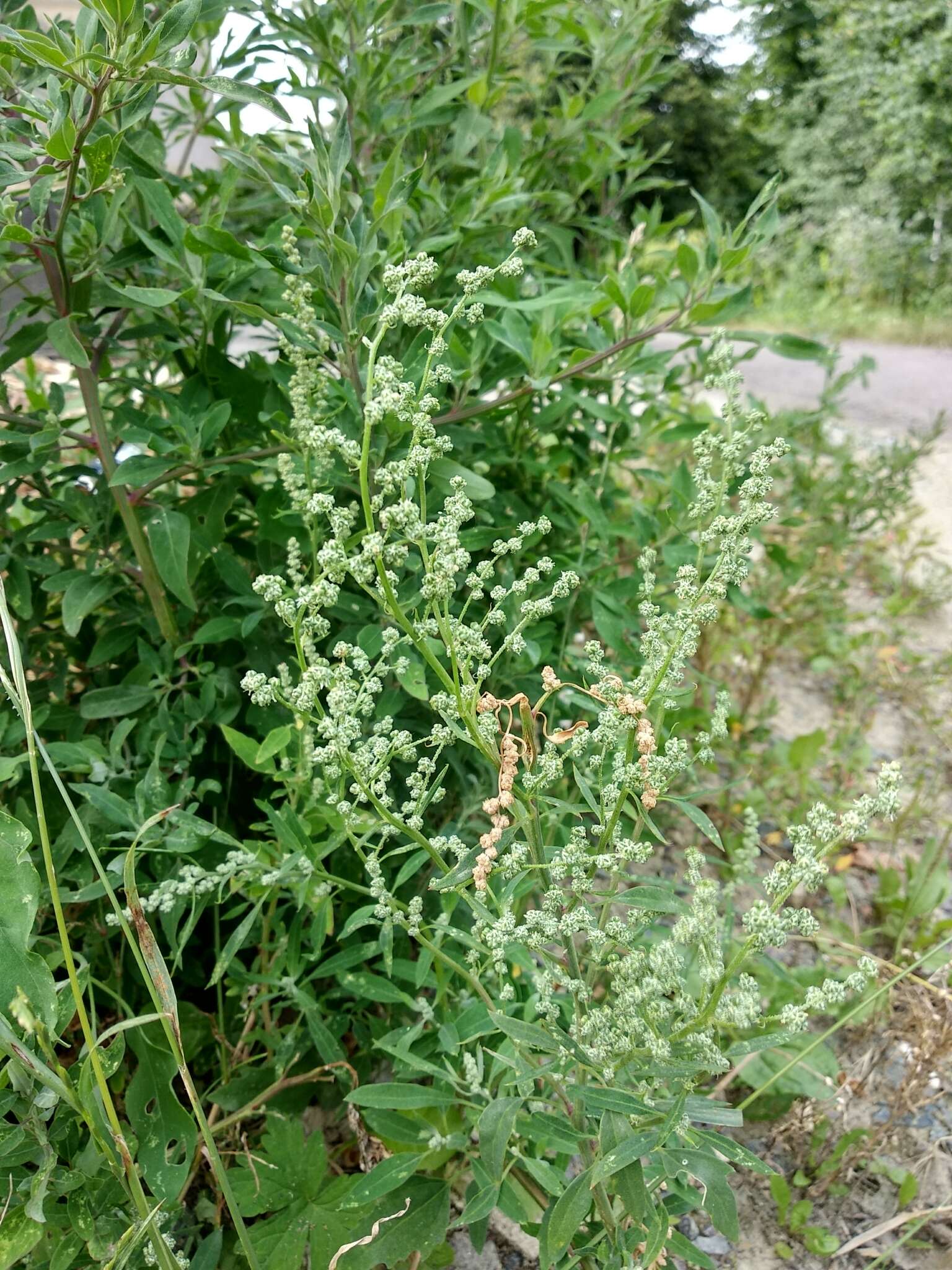 Plancia ëd Chenopodium strictum Roth