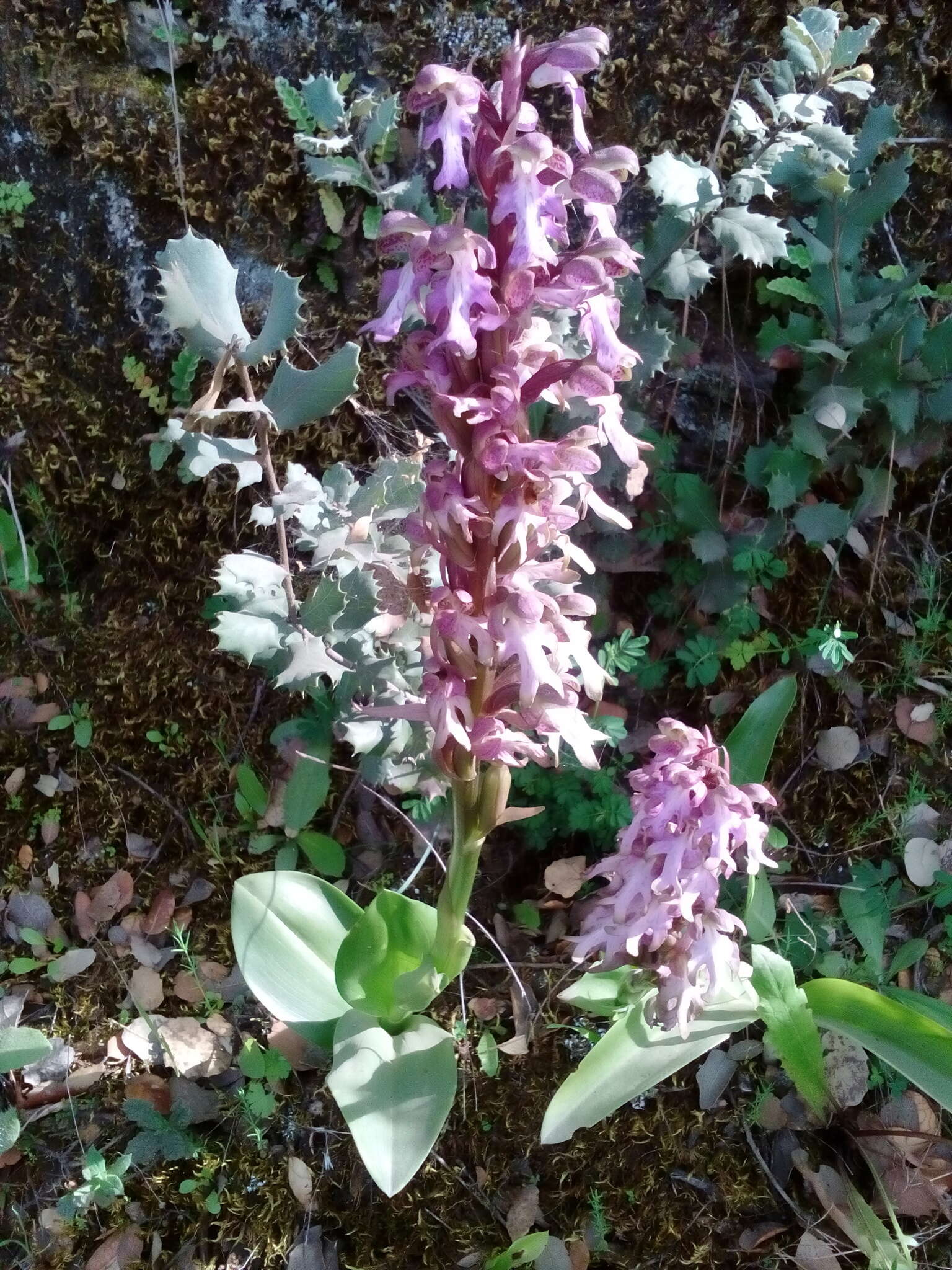 Image of Giant Orchid