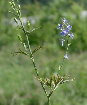 Delphinium schmalhausenii Albov.的圖片