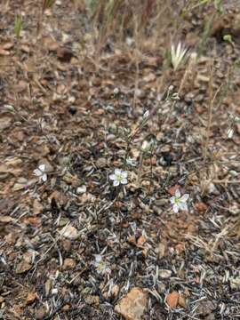 Image of Coast Range dwarf-flax