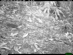 Image of Northern or Southern Amazon Red Squirrel