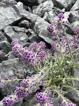 Image of false candytuft