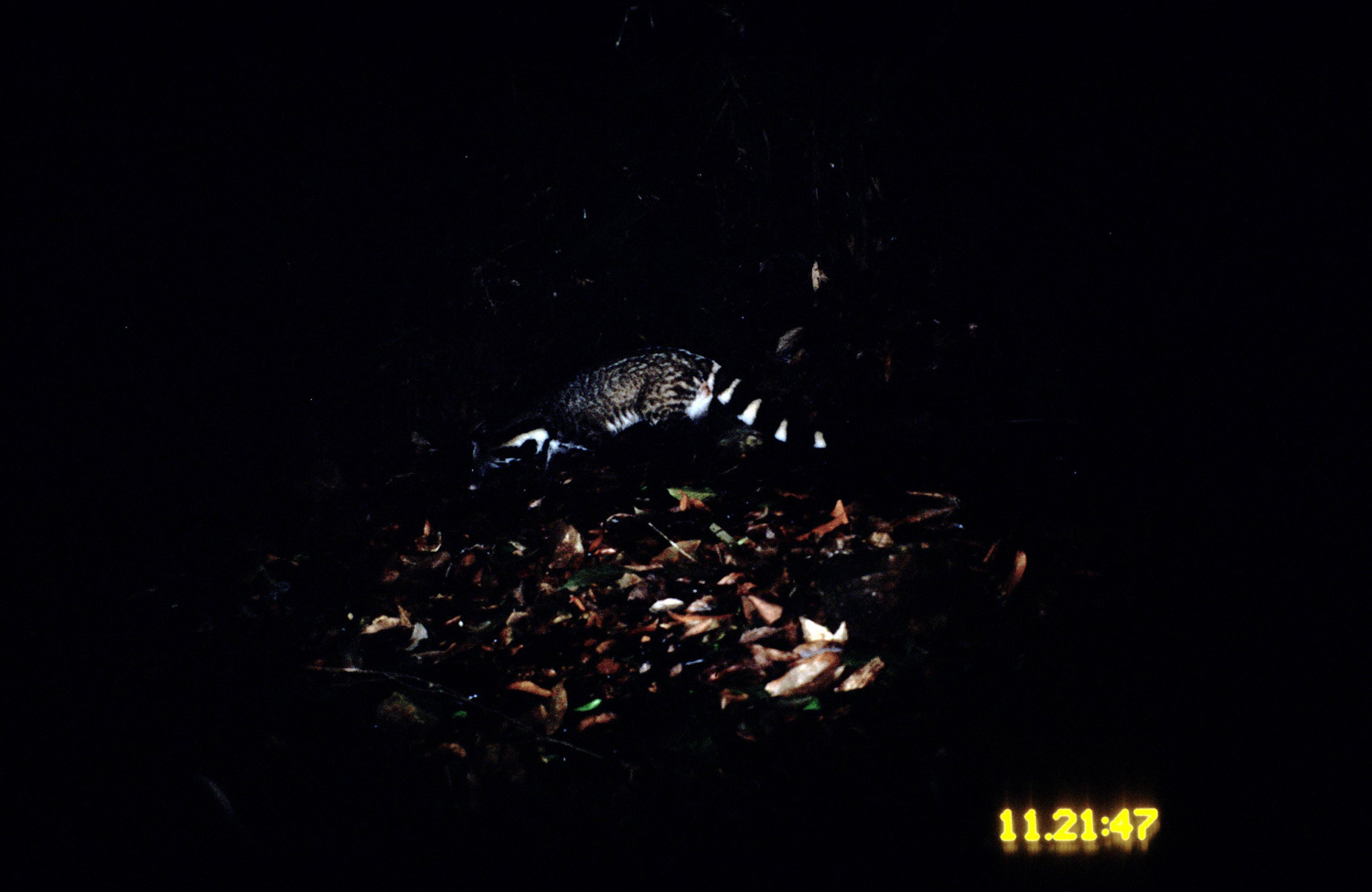 Image of large Indian civet