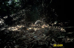 Image of Javan Mongoose