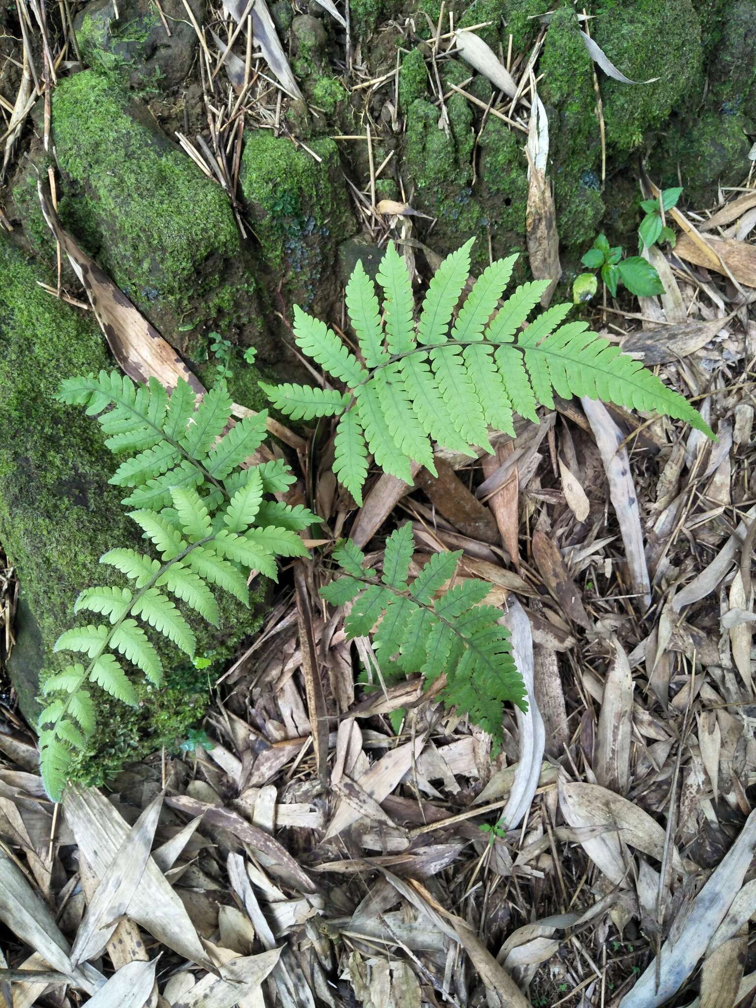 Image of Parasitic Waterfall Fern