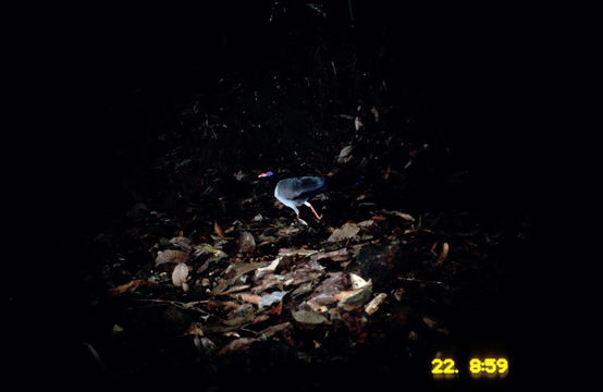 Image of Coral Billed Cuckoo