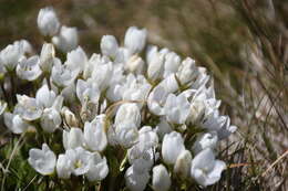 Image de Gentianella muelleriana subsp. alpestris (L. G. Adams) Glenny